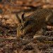 Hare 28_01_06_3